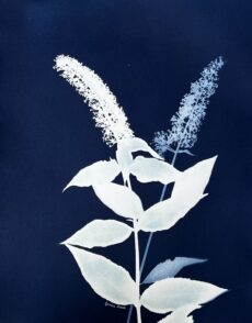 Echoes of the Butterfly Bush