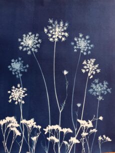 Queen Anne's Lace