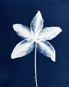 Blueprint of the Madonna Lily