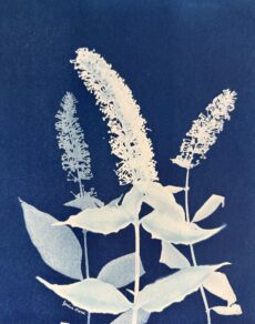 Butterfly Bush Ballet