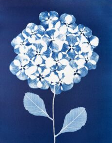 Petals in Stillness