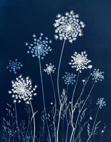 Laced in Blue