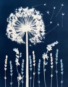 Dandelion Drift
