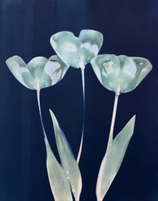 Tulip Trio