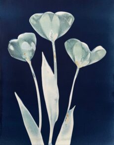 Tulip Trio 2